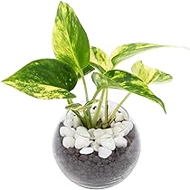 観葉植物初心者応援⭕️ Amazon｜[ miipas ] カポック 観葉植物 ミニ 小さい 本物